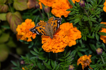 A butterfly Painted lady (Vanessa cardui) sits on a orange flower of the Marigold. Butterfly closeup. Soft selective focus.