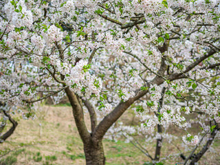 Abstract flower pattern and background. White sakura flower blooming tree in cherry blossom season.