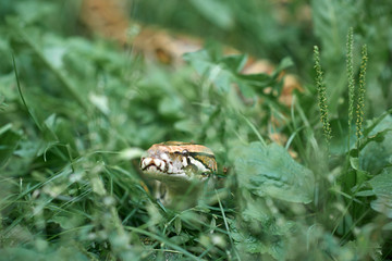 Phyton creeping in garden.