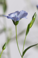 Flax (Linum usitatissimum) flowers