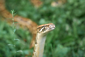 Phyton posing in garden greenery.