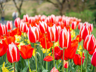Closeup of red and white pattern tulip flower with blurry people or tourist background in the park or garden.