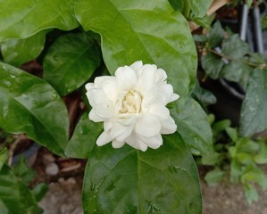 White stacked jasmine flower bloom in the garden is a small shrub. Biggest but age Sometimes the branches may cling to the shelter. Flowering in small bouquets almost throughout the year.