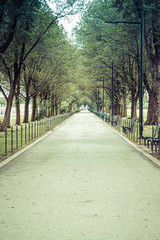 A tree lined walking trail on the National Mall in Washington DC.