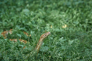 Scary snake lying, creeping in greenery.