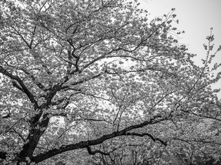 Abstract black and white flower background of sakura flower blooming tree with sky in cherry blossom season. Dark, loneliness, sadness concept.