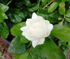 White stacked jasmine flower bloom in the garden is a small shrub. Biggest but age Sometimes the branches may cling to the shelter. Flowering in small bouquets almost throughout the year.