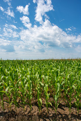 Fototapeta na wymiar Corn Field in North Dakota