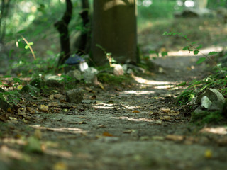 path in the green forest