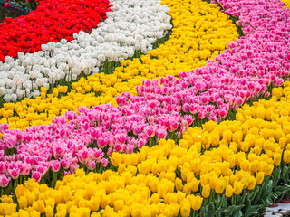 Abstract diagonal stripe curve pattern and background of red, white,yellow and pink tulip flower field or meadow in the park or garden.