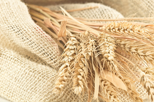GRANO NATURA BIO,  ear of organic natural wheat