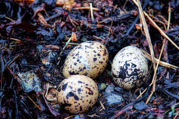Oystercatcher nest