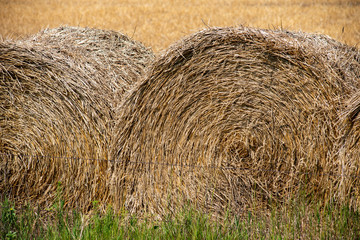 hay bale in field