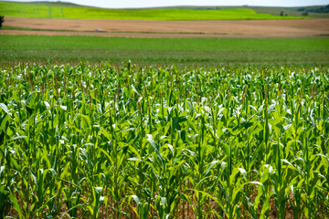 Fototapeta na wymiar corn crop field