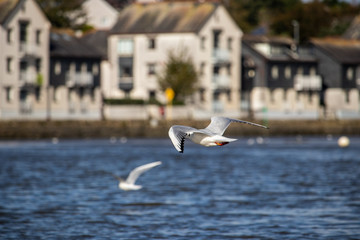 A sea gull caught in mid flight