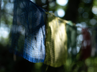 Himalaya flag close up hanging on branches in a forest