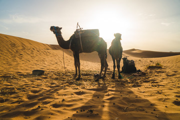 Camels silhouettes at sunset standing in the Sahara Desert, Morocco