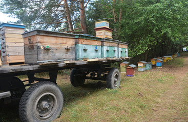 Obraz premium Relocating Honey Bees on Colorful Caravan in Forest. Mobile caravan for relocating honey bees colonies