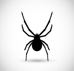 Spider vector illustration, isolated on white