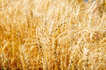 grain crop wheat