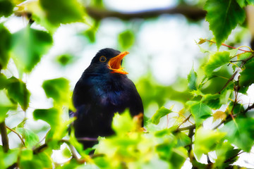 Blackbird singing in a tree