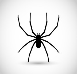 Spider vector illustration, isolated on white