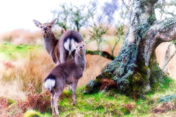 Red deer with calf