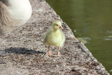 A Canada/Emden Goose hybrid gosling standing next to its mother at sunrise