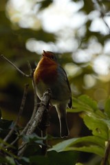 A European Robin (Erithacus rubecula) singing on a tree branch