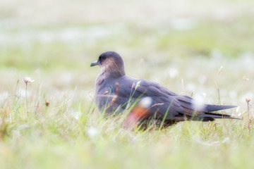 Arctic skua standing in grass