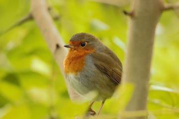 A European Robin (Erithacus rubecula) at rest in a bush