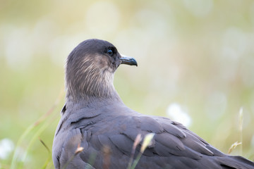 Arctic skua in long grass