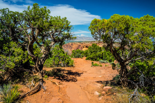 Between the two juniper trees one can view the town in the valley below, and the mountains in the distance. This image was captured in the Colorado National Monument.