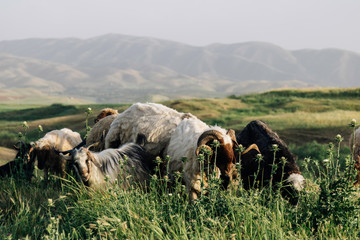 Iraqi Kurdistan landscape view of the Zagros mountains and herds of goats and sheep