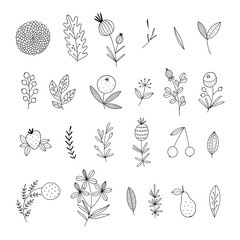 Botanical vector set with outline thin plants, flowers, leaves on white background. Natural collection with blooming herbs and cute fruits