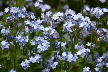 The forget-me-not plentifully blossoms in small blue flowers. Flowers and leaves of plants in water drops after a rain.