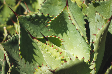 cactus plant macro, cactus pattern closeup - succulent -