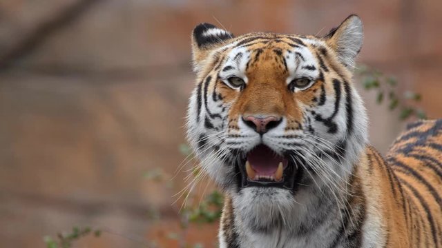 Siberian tiger (Panthera tigris altaica) tigress portrait