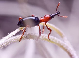 Close up the insect perched on the branch macro techniques photography