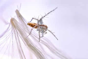 Brown spider walking on the cowslip creeper seed and white background. Lynx spider that jumps and runs quickly With yellow head and chest The belly is grayish green and blue.