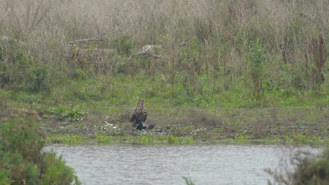 White-tailed eagle or Sea Eagle eating from a great cormorant prey while a fox walks by in the background in the Oostvaardersplassen in Flevoland, The Netherlands