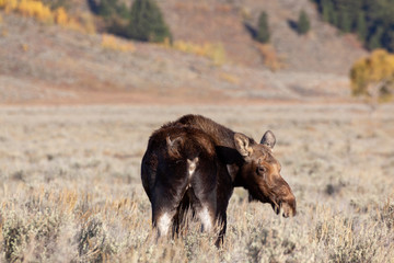 Cow Shiras Moose in Wyoming in Autumn