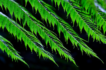 Closeup nature view of young green leaf . 
