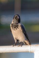 crow in the foreground