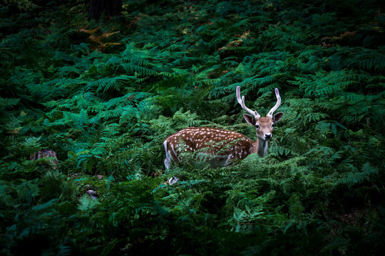 fallow deer