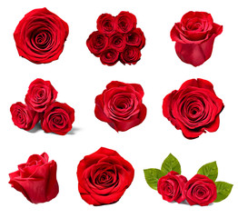 flower rose petal blosspm background