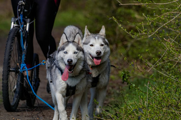 Chien de traîneau en course