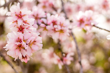 Beautiful almond blossoms on the almont tree branch