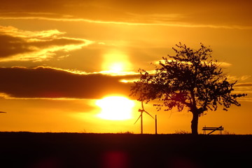 Naklejka na ściany i meble sunset over a tree