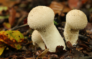 A group of Common Puffball, Lycoperdon perlatum, growing in woodland in the UK.